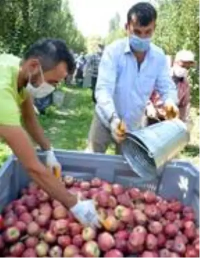 Yahyalı'da elma hasadı başladı