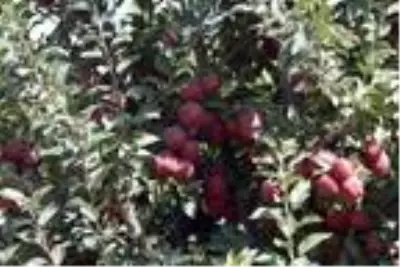 Yahyalı'da elma hasadı başladı