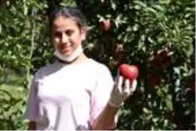 Yahyalı'da elma hasadı başladı