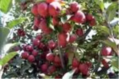 Yahyalı'da elma hasadı başladı