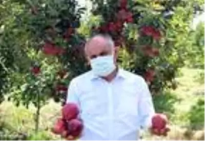 Yahyalı'da elma hasadı başladı