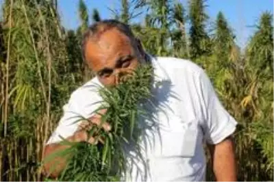 Yerli ve milli kenevirler hasada hazır: Bu kenevirlerden 'esrar' yapılamayacak Yerli ve milli kenevirler hasada hazır: Bu kenevirlerden 'esrar' yapılamayacak