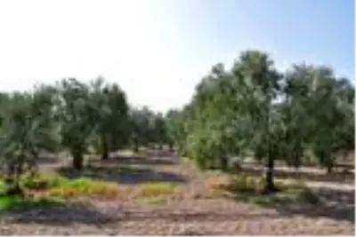 'Zeytinin başkenti' Akhisar'da hasat başladı