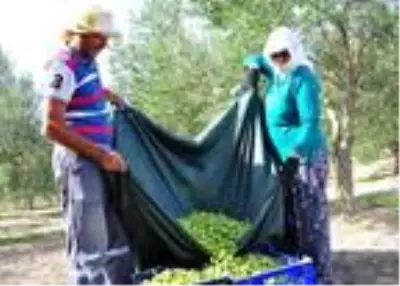 'Zeytinin başkenti' Akhisar'da hasat başladı