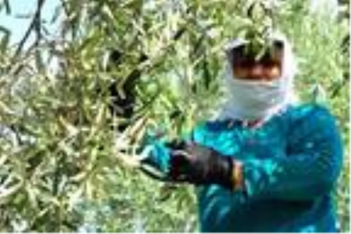 'Zeytinin başkenti' Akhisar'da hasat başladı