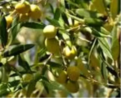 'Zeytinin başkenti' Akhisar'da hasat başladı