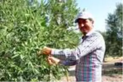 'Zeytinin başkenti' Akhisar'da hasat başladı