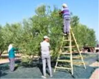 'Zeytinin başkenti' Akhisar'da hasat başladı