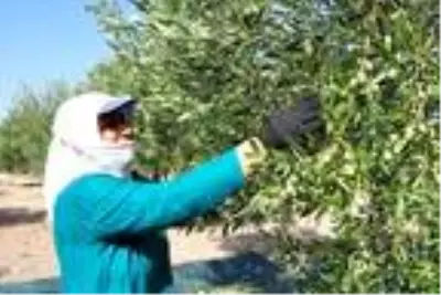 'Zeytinin başkenti' Akhisar'da hasat başladı