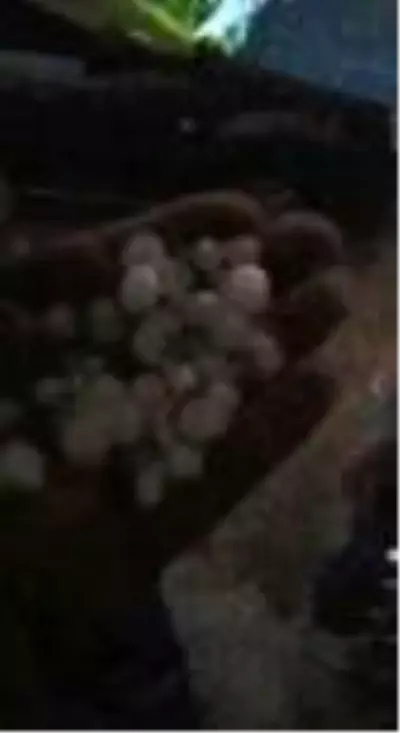 Son dakika haberleri! Aniden gökyüzü karardı, başlayan dolu ile yerler beyaza büründü Son dakika haberleri! Aniden gökyüzü karardı, başlayan dolu ile yerler beyaza büründü