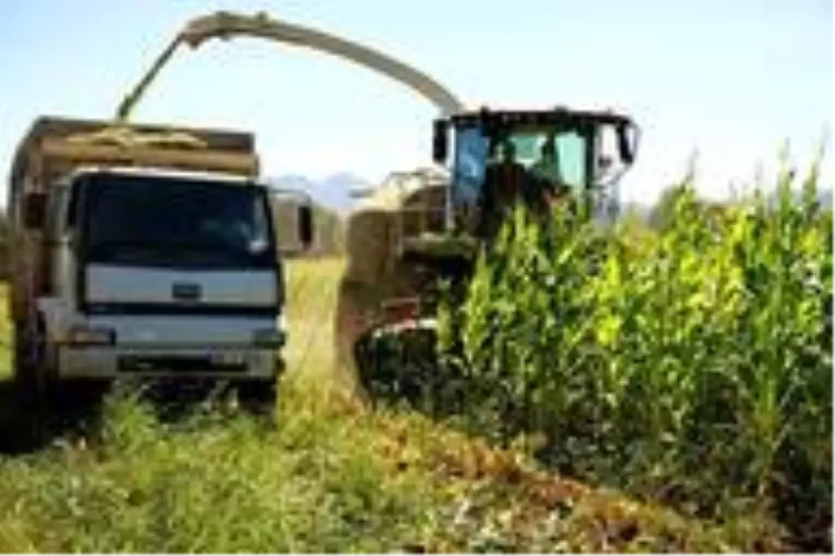 Bingöl'den ilk defa çevre illere silajlık yem satışı yapıldı