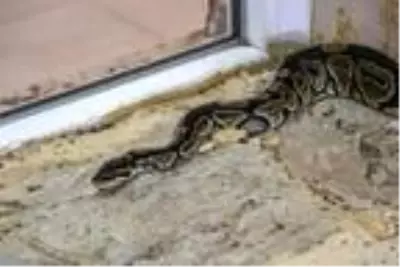 Bir ailenin yok olduğu siyanürlü intiharda, tefeci çetesi kayınvalideyi de borçlandırmış