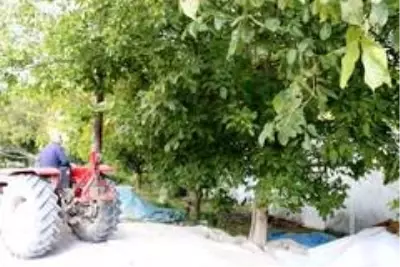 Bitlis çiftçisi bu yıl cevizden 150 Milyon TL kazanacak Bitlis çiftçisi bu yıl cevizden 150 Milyon TL kazanacak