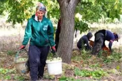 Bitlis çiftçisi bu yıl cevizden 150 Milyon TL kazanacak Bitlis çiftçisi bu yıl cevizden 150 Milyon TL kazanacak