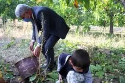 Bitlis çiftçisi bu yıl cevizden 150 Milyon TL kazanacak Bitlis çiftçisi bu yıl cevizden 150 Milyon TL kazanacak