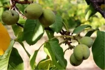 Bitlis çiftçisi bu yıl cevizden 150 Milyon TL kazanacak Bitlis çiftçisi bu yıl cevizden 150 Milyon TL kazanacak
