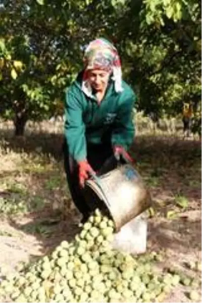 Bitlis çiftçisi bu yıl cevizden 150 Milyon TL kazanacak Bitlis çiftçisi bu yıl cevizden 150 Milyon TL kazanacak