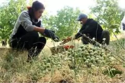Bitlis çiftçisi bu yıl cevizden 150 Milyon TL kazanacak Bitlis çiftçisi bu yıl cevizden 150 Milyon TL kazanacak