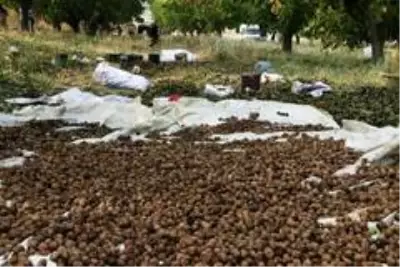 Bitlis çiftçisi bu yıl cevizden 150 Milyon TL kazanacak Bitlis çiftçisi bu yıl cevizden 150 Milyon TL kazanacak