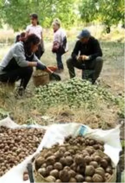 Bitlis çiftçisi bu yıl cevizden 150 Milyon TL kazanacak Bitlis çiftçisi bu yıl cevizden 150 Milyon TL kazanacak