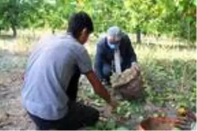 Bitlis çiftçisi bu yıl cevizden 150 Milyon TL kazanacak Bitlis çiftçisi bu yıl cevizden 150 Milyon TL kazanacak