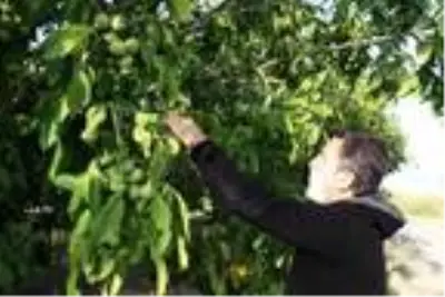 Bitlis çiftçisi bu yıl cevizden 150 Milyon TL kazanacak Bitlis çiftçisi bu yıl cevizden 150 Milyon TL kazanacak