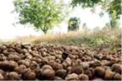 Bitlis çiftçisi bu yıl cevizden 150 Milyon TL kazanacak Bitlis çiftçisi bu yıl cevizden 150 Milyon TL kazanacak