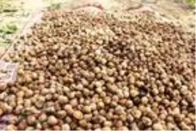 Bitlis çiftçisi bu yıl cevizden 150 Milyon TL kazanacak Bitlis çiftçisi bu yıl cevizden 150 Milyon TL kazanacak