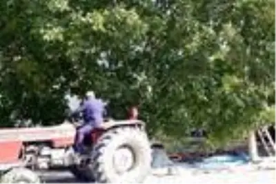 Bitlis çiftçisi bu yıl cevizden 150 Milyon TL kazanacak Bitlis çiftçisi bu yıl cevizden 150 Milyon TL kazanacak