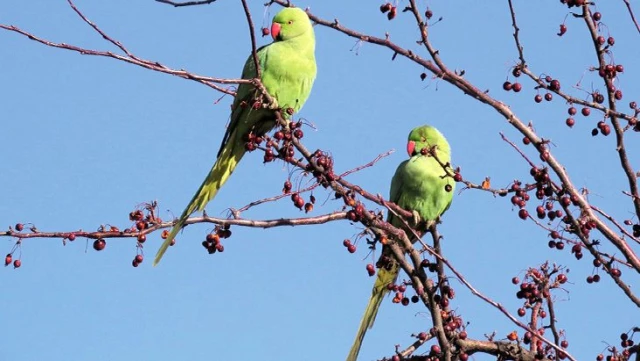 İstanbul'da görülen yeşil papağan istilası, kent faunasını bozabilir