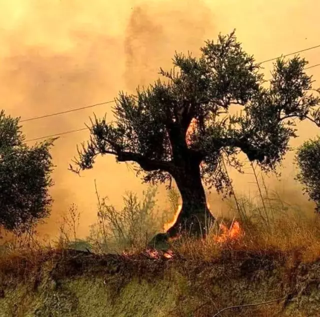 Suriye'de orman yangını devam ediyor - Hatay