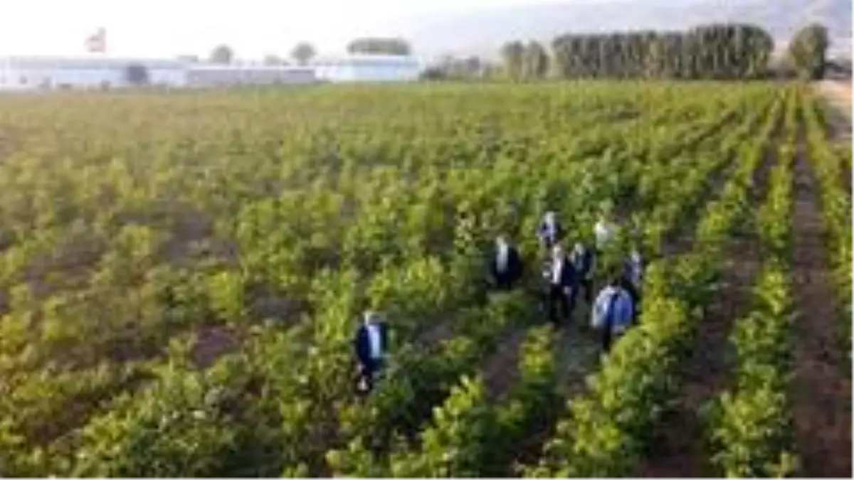 Tokat'ta ceviz üretimine önemli destek