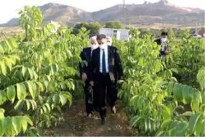 Tokat'ta ceviz üretimine önemli destek Tokat'ta ceviz üretimine önemli destek