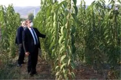 Tokat'ta ceviz üretimine önemli destek Tokat'ta ceviz üretimine önemli destek