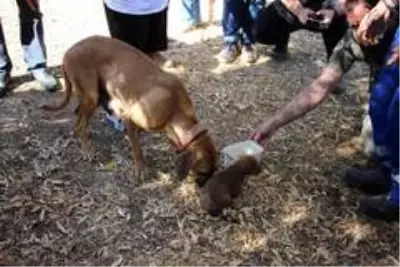Yavru köpeği annesine kavuşturdular
