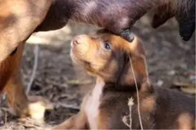 Yavru köpeği annesine kavuşturdular