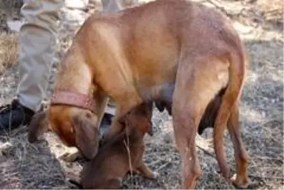 Yavru köpeği annesine kavuşturdular