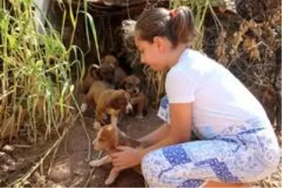 Yavru köpeği annesine kavuşturdular
