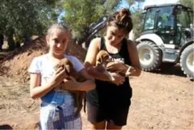 Yavru köpeği annesine kavuşturdular