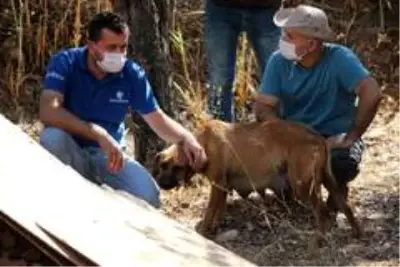 Yavru köpeği annesine kavuşturdular