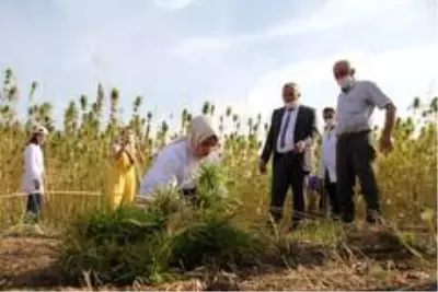 Yerli ve milli kenevir çeşit adayı 'Narlı'da ilk hasat alındı