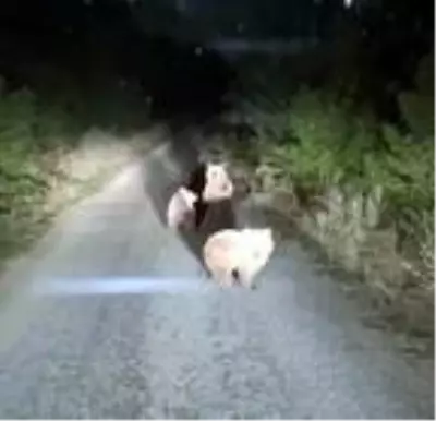 Yola çıkan yavru ayıları görüntüledi Yola çıkan yavru ayıları görüntüledi
