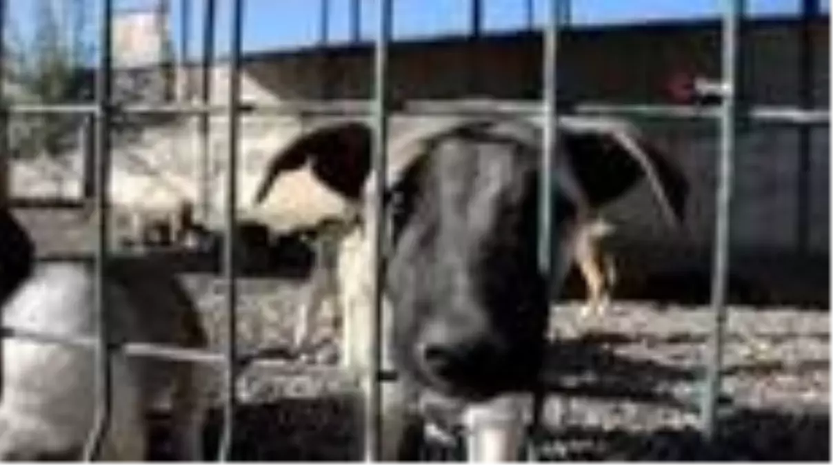 3 yilda bine yakin sokak kopegi sahiplendirildi haberler