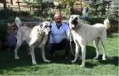 aksaray dan kangal kopegine yogun talep var