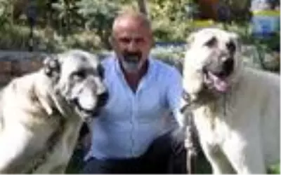 'Aksaray'dan Kangal köpeğine yoğun talep var' 'Aksaray'dan Kangal köpeğine yoğun talep var'