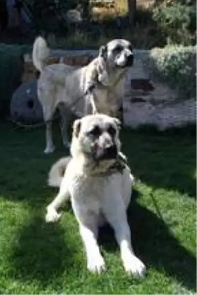 aksaray dan kangal kopegine yogun talep var haberler