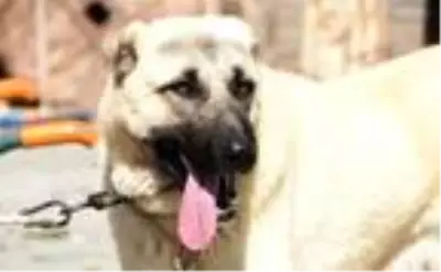 'Aksaray'dan Kangal köpeğine yoğun talep var' 'Aksaray'dan Kangal köpeğine yoğun talep var'