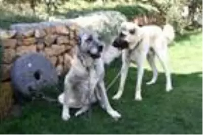 'Aksaray'dan Kangal köpeğine yoğun talep var' 'Aksaray'dan Kangal köpeğine yoğun talep var'
