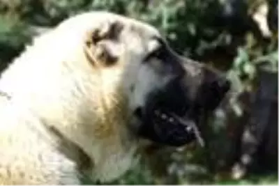 'Aksaray'dan Kangal köpeğine yoğun talep var' 'Aksaray'dan Kangal köpeğine yoğun talep var'