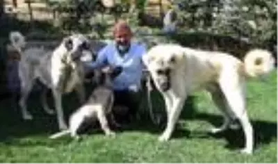 'Aksaray'dan Kangal köpeğine yoğun talep var' 'Aksaray'dan Kangal köpeğine yoğun talep var'
